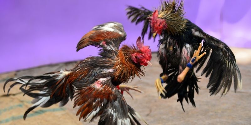 ga 67 nổ hũ tiếng anh là gì