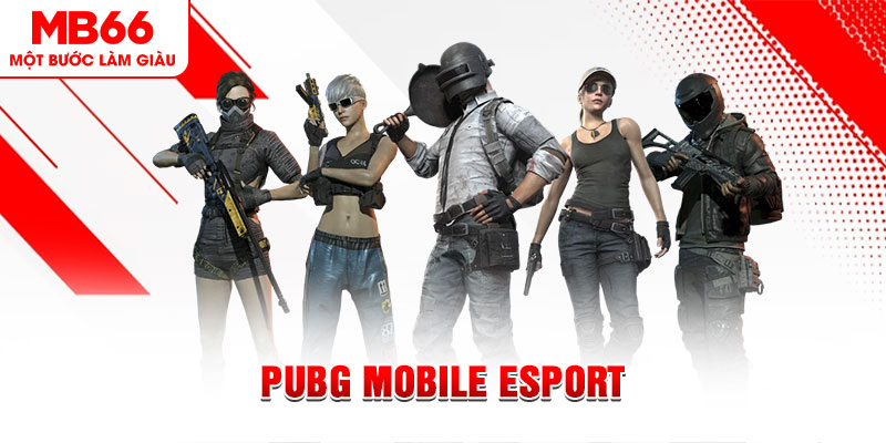 ga 67 gà chọi c1 mới nhất