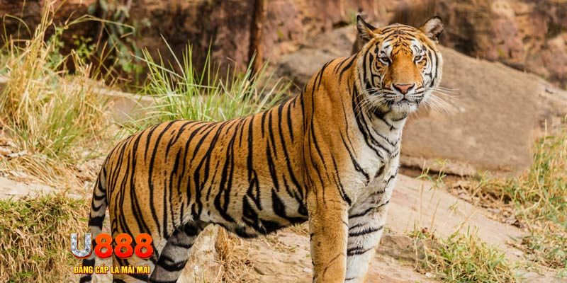 ga 67 ban ca vip online