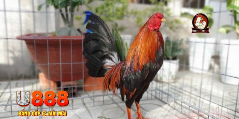 ga 67 tải nổ hũ trên máy tính