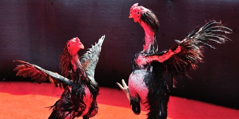 ga 67 Spribe Điện Tử